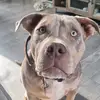 Katy Pitcher - @xlbullyrogue - TikTok