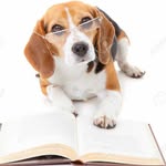 Katie Reader - @thebookbeagle - Instagram