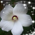 Kathy Schipper - Facebook