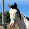 Katie Schmitz - @horsegurlwhat97 - TikTok