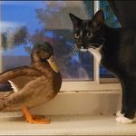 Katie Talley - @katies.kitty.safehouse - Instagram