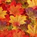 Katie Tharp - Facebook