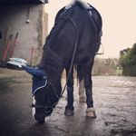 Katie Willis Aine Tully - @katie_equine_aine_equine - Instagram