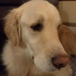 Katie Whetstone - @fisher_the_golden_retriever - Instagram