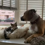 Eline’s Furry Friends - @bones.katja.chop - Instagram
