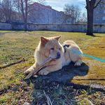 Katja The Chow Chow - @katjathechow - Instagram
