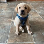 Katelyn Blevins - @scoutthedog21 - Instagram