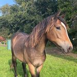 Katelyn Pearson - @kjp_equestrian - Instagram