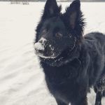 katlyn Wolf - @katlynlovesdogs - Instagram
