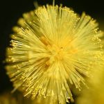 Katrina Atkinson - @wattle_wonderlands - Instagram