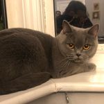 Katrina the British Blue - @dayinthelifeofkatrina - Instagram