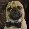 Bruno & Katrina - @bruno_y_katrina - TikTok