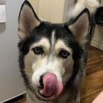 Katrina Cooke - @heidithehappyhusky - Instagram