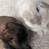peapodpebble - @katrina.cronin - TikTok