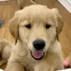 Katrina gerber 🐕🐕🐕 - @khatrin420 - TikTok