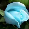Katrina Groves - @katrina.groves4 - TikTok