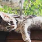 Katrina Kitty - @katrinathekitty - Instagram