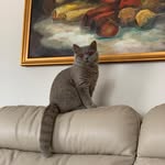 Katrina_kitty - @katrina_cat20 - Instagram