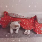 Katrina Kitty - @katrinatheluxurycat - Instagram
