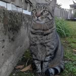 Thais Gillham - @laportekatrinajazz46n - Instagram