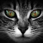 CAT - @katrin.katrina.march - Instagram