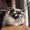 Katrina McKee - @katrinaisontiktok - TikTok