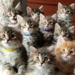 Katrina Price - @herding__cats - Instagram