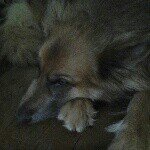 Katrina the german shepard - @katrina_the_dog - Instagram