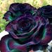 Catrina L Squires - Facebook