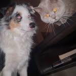 katrina kane..Storm & Sachi..🐾 - @kat_kane7857 - Instagram