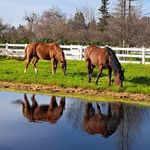 Katrina Suarez - @kitkat_horsegirl_17 - Instagram