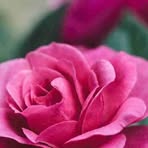 Katrina Valente - Facebook