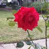Katrina Winder - @katrina.winder6 - TikTok