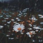 Katrina Wyatt - @kitthecat333 - Instagram