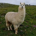 Katrine Petersen - @katrinepetersen2007 - Instagram