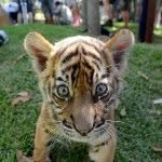 Katy Bates🐯🐯🐯🐯🐯 - @fangirl_with_tigers_ - Instagram