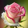 Katy Camp - @katy.camp - TikTok