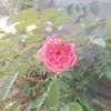 katycampos🥀💯🇧🇿💯🥀 - @katy.campos83 - TikTok