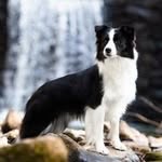 Katy Chadwick-Werts - @omybordercollies - Instagram