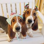 Katy Chambers - @harperandanniethebassets - Instagram