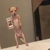Kat chase - @kattychase - TikTok