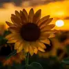 Katy_ Chavez - @katy_.chavez502 - TikTok