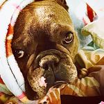 Katy Collier - @sophie_the_blue_frenchie - Instagram