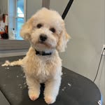 Katy Colwell - @furrtasticmobile - Instagram