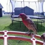 Katy colwell - @birdwatch_cam - Instagram