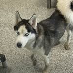Katy Colwell - @sansathehusky19 - Instagram