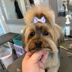 Katy Colwell - @katygroomzdogs - Instagram