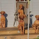 Katy Cooper - @gingers_vizslas - Instagram