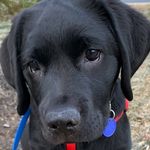 Kathy crowley - @buddy_the_lovable_english_lab - Instagram