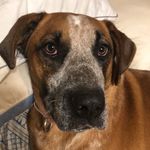 Katy Dowd - @katy_the_st.bernard - Instagram